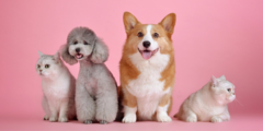 Banner de la categoría Mascotas 