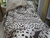 Frazadas Animal print #70100 en internet