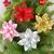 Enfeite de Árvore de Natal Flores Vermelhas, Decorações e Ornamentações na internet