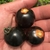 Tomate cherry negro
