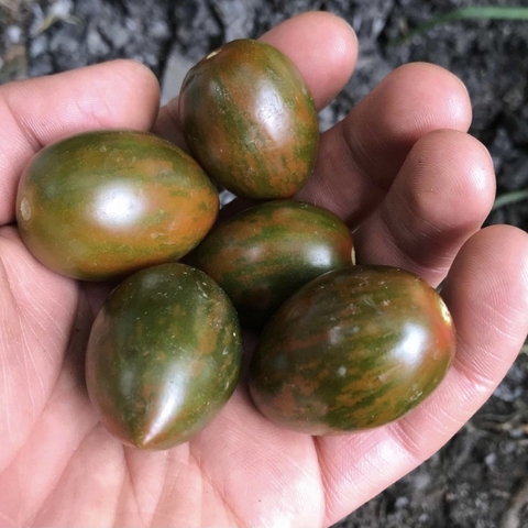 Tomate cherry zebra verde