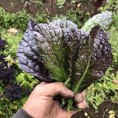 Mostaza roja - picante