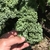kale verde rizado