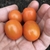 Tomate cherry uvalina naranja