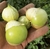 Tomatillo verde - Mexicano