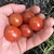 Tomate cherry rojo