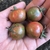 Tomate cherry zebra redondo