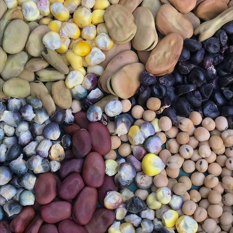 Mix colores maiz -habas y arveja - comprar en línea