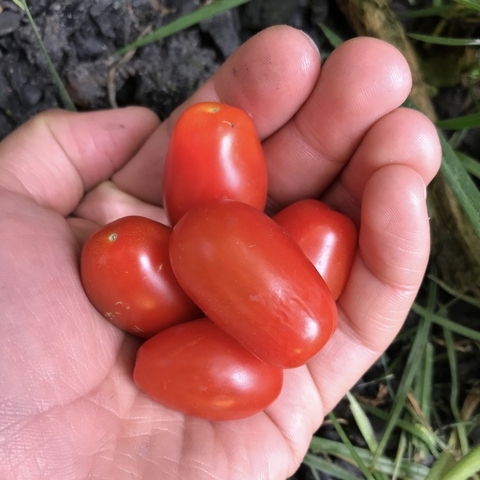 Tomate cherry uvalina rojo