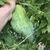 Pepino de guiso