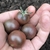 Tomate cherry purple