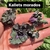 mix semillas moradas x 9 variedades en internet
