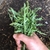 Rugula selvatica