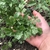Cilantro