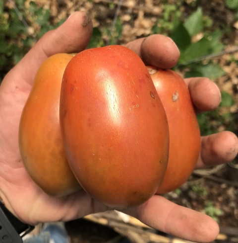 Tomate San Manzano- Italiano