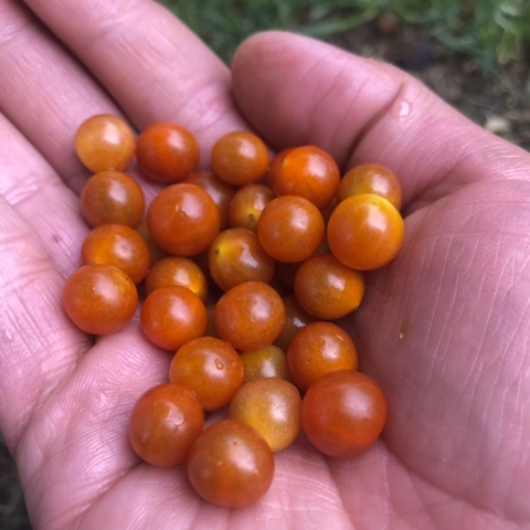 Tomate cherry perla rojo