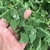 Espinaca rastrera