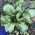 Pak choi