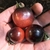 Tomate cherry indigo rose