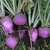 Rabano morado