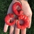 Ají anillo rojo