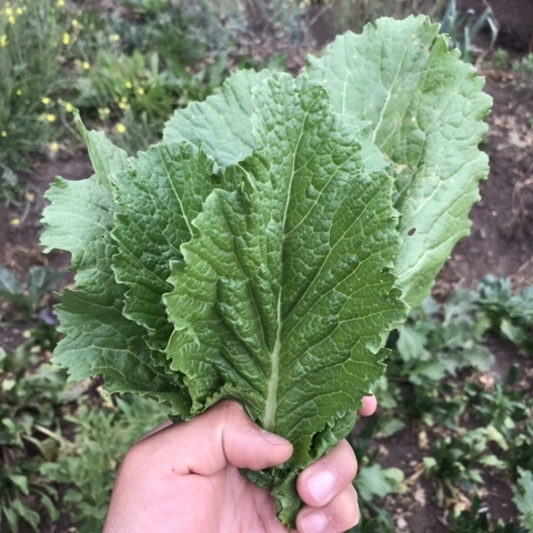 Mostaza verde- picante