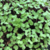 mix germinados