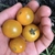 Tomate cherry amarillo