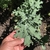 kale ruso