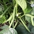 Habichuela verde - comprar online