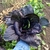 Acelga China Morada