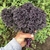 Kale Rizado Morado
