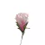 Protea Morada 32" - tienda en línea