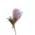 Protea Morada 32" en internet