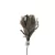 Protea Morada 32"