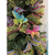 Mariposas Coloridas en internet