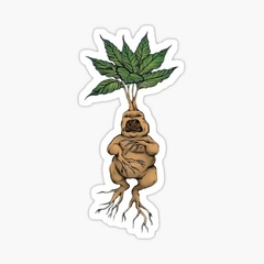Mandragora