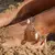Tobillera Moana - comprar online
