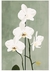 Orquideas 1 - comprar online