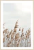 Pampa Grass