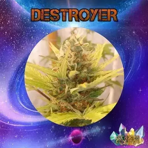 DESTROYER X4 - LECHUGA GENETICS
