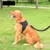 Pet Cães Arnês Ajustável Pequeno e Grande Colete De Arnês Do Cão, 150cm For na internet