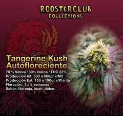Tangerine Kush AUTO x3 UNIDADES
