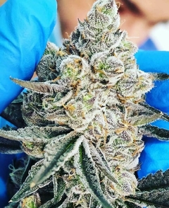 Langui Kush x3 UNIDADES FEM - The Kush Brother