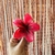 Imagen de Pinza Hawaiana