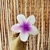 Pinza Hawaiana - Cherry Store Accesorios
