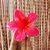 Pinza Hawaiana