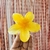 Pinza Hawaiana - comprar en línea