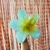 Pinza Hawaiana - Cherry Store Accesorios