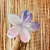 Pinza Hawaiana Tornasol - Cherry Store Accesorios
